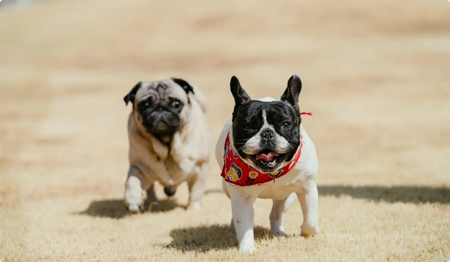 芝生の上を元気に走る2匹の犬。手前には赤いバンダナを巻いたフレンチブルドッグ、後方にはパグが見える。